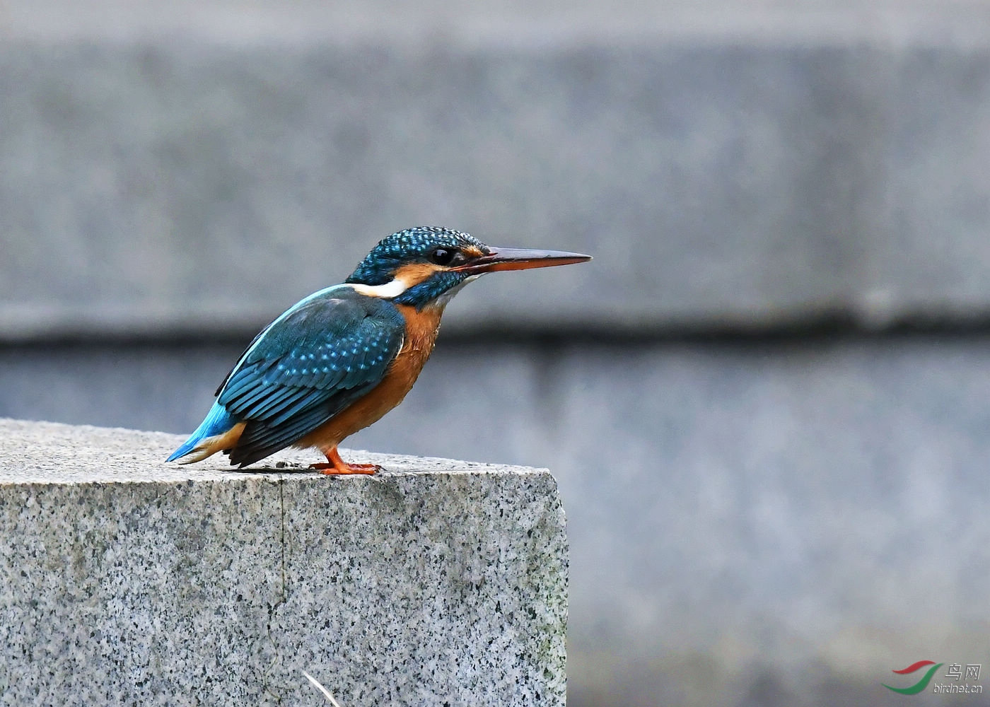 DSC_5682.jpg
