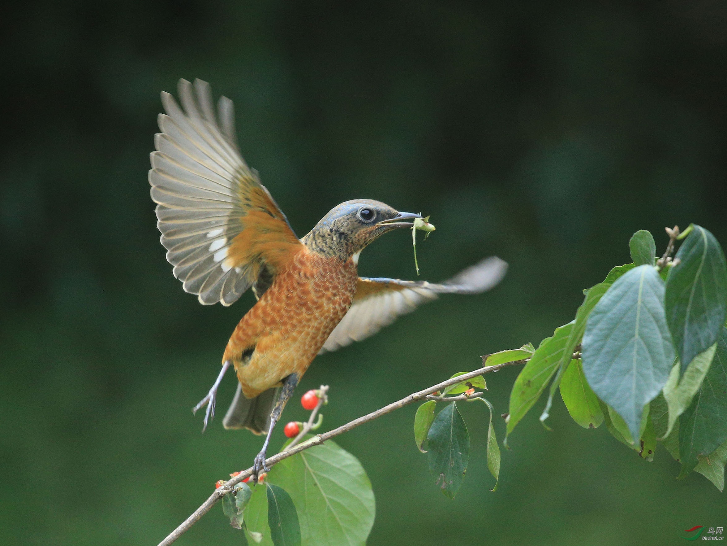 林鸟白喉矶鸫雄吃螳螂北京动物园