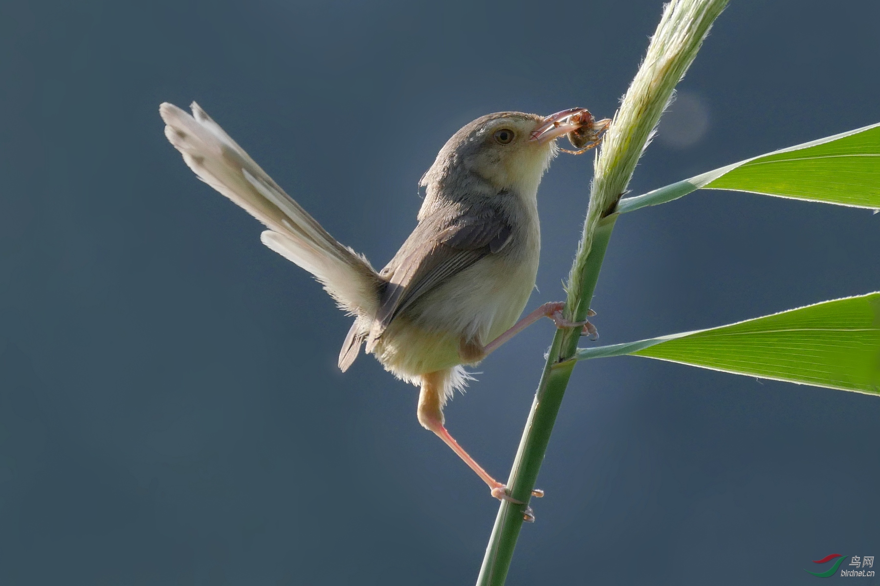 202013.��Ȼ����