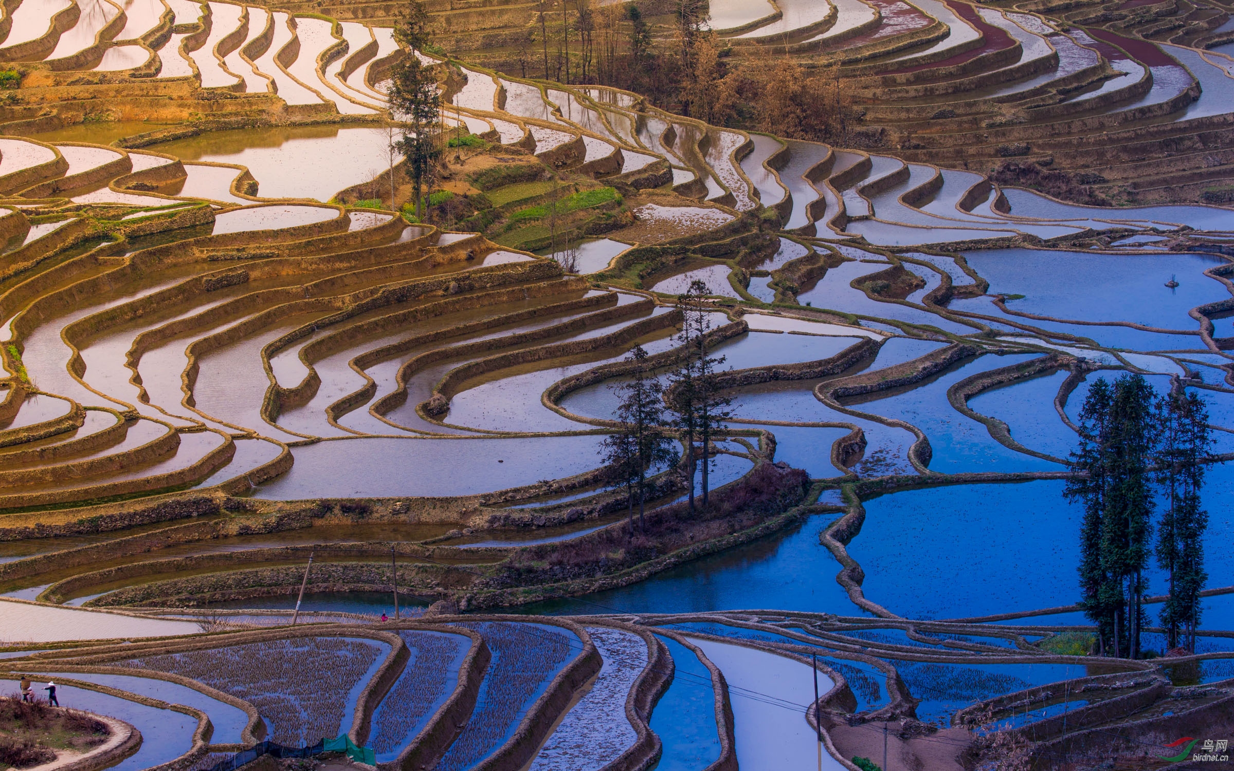 多彩梯田
