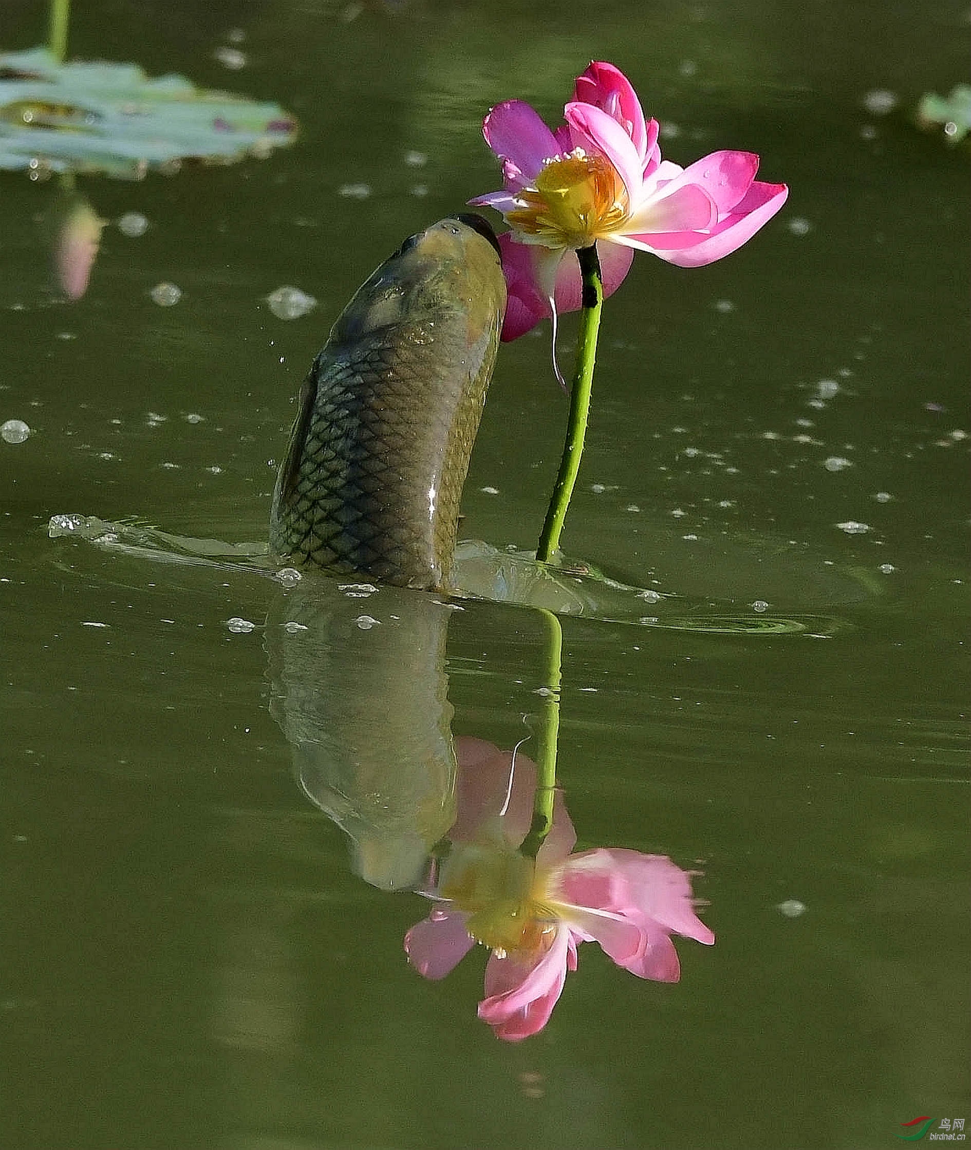 鱼吃荷花