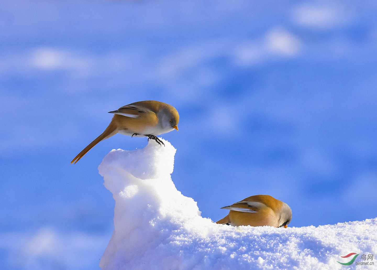 ������ս---��������Ҳ������