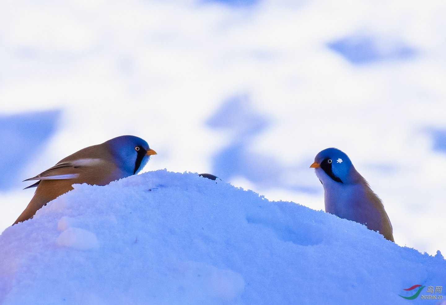 ��ϼӳѩ--ѩ������ü���