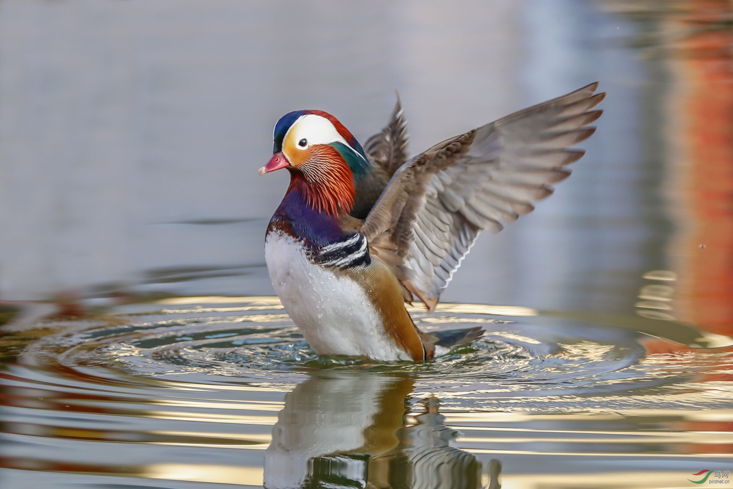 ���� (2)x.jpg