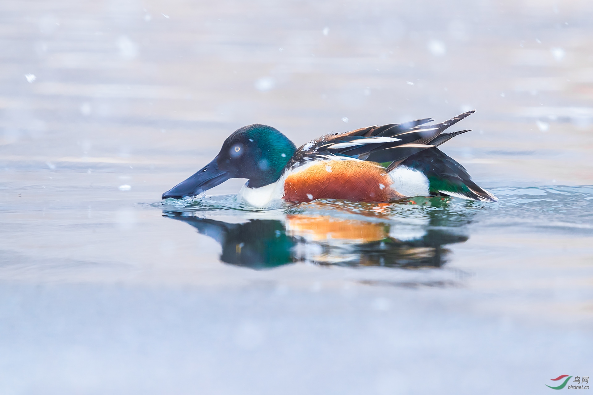 风雪中漫江的精灵�