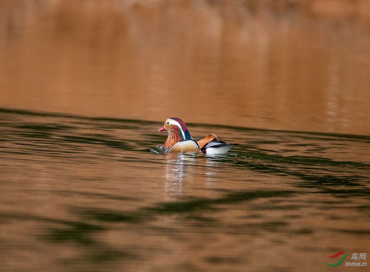 D50_4270-nw.JPG
