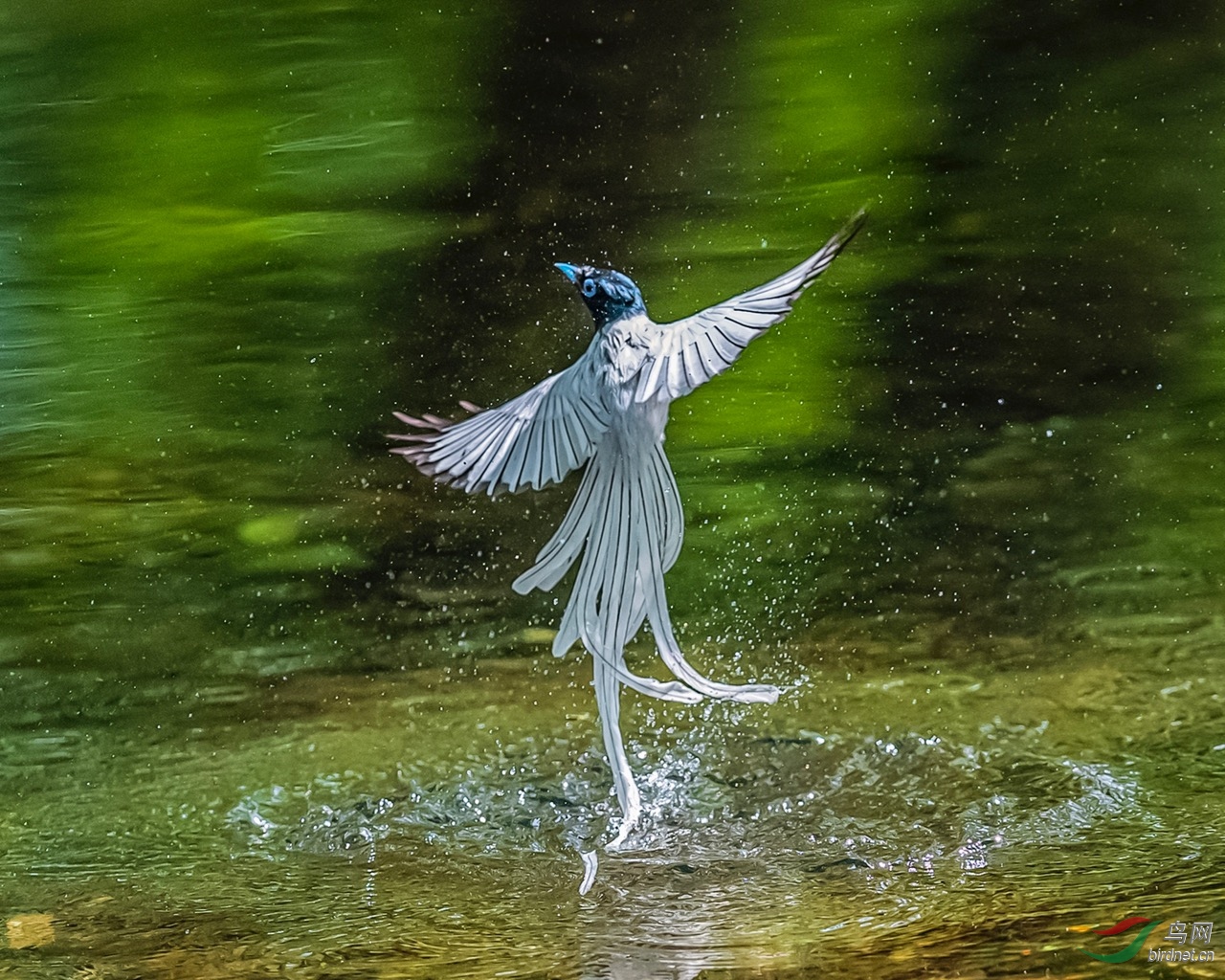 ��ˮ���赸��