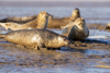 1 (13).JPG