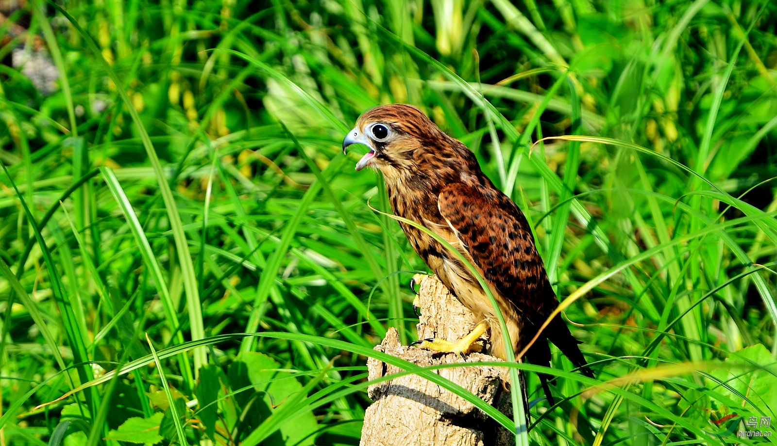 DSC_4053.JPG