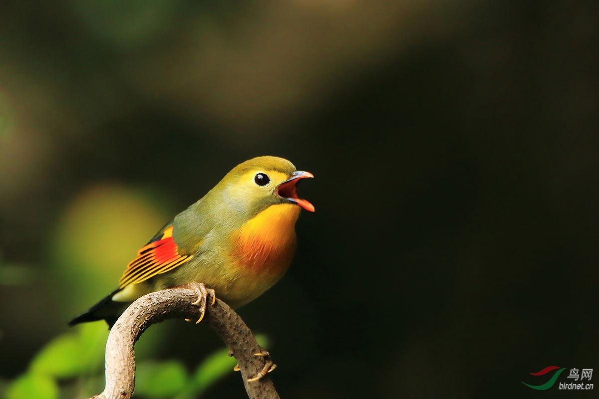 _F4A2011-0.jpg