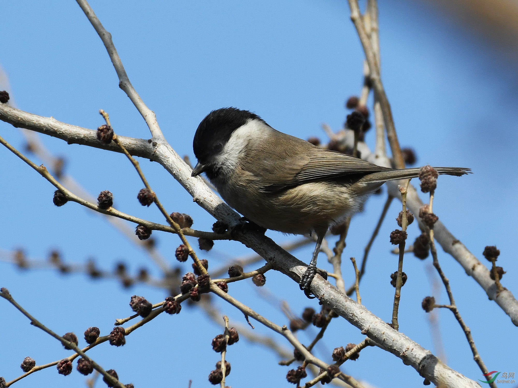 ������Ӱ 258����.jpg