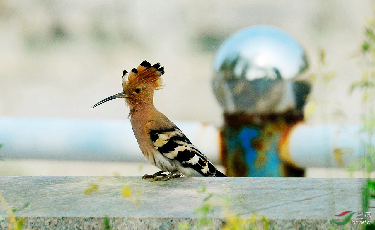 DSC_2418.JPG