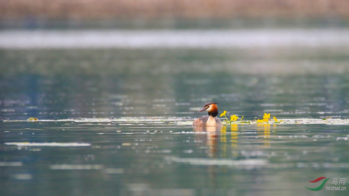 ��ͷ����