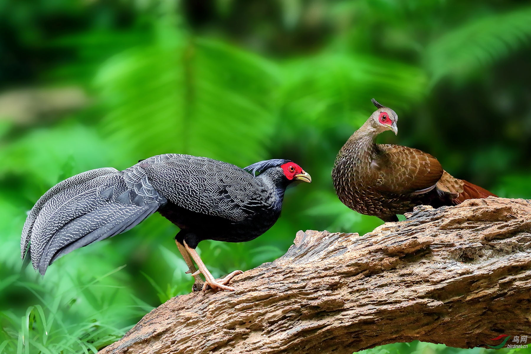 ���޶���һ��