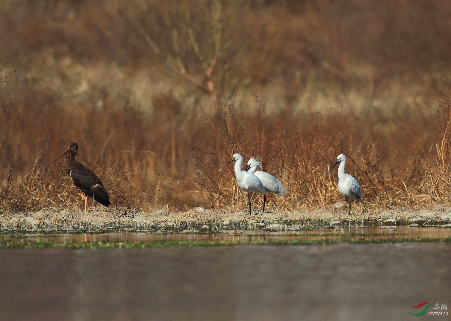 32 - ����.JPG