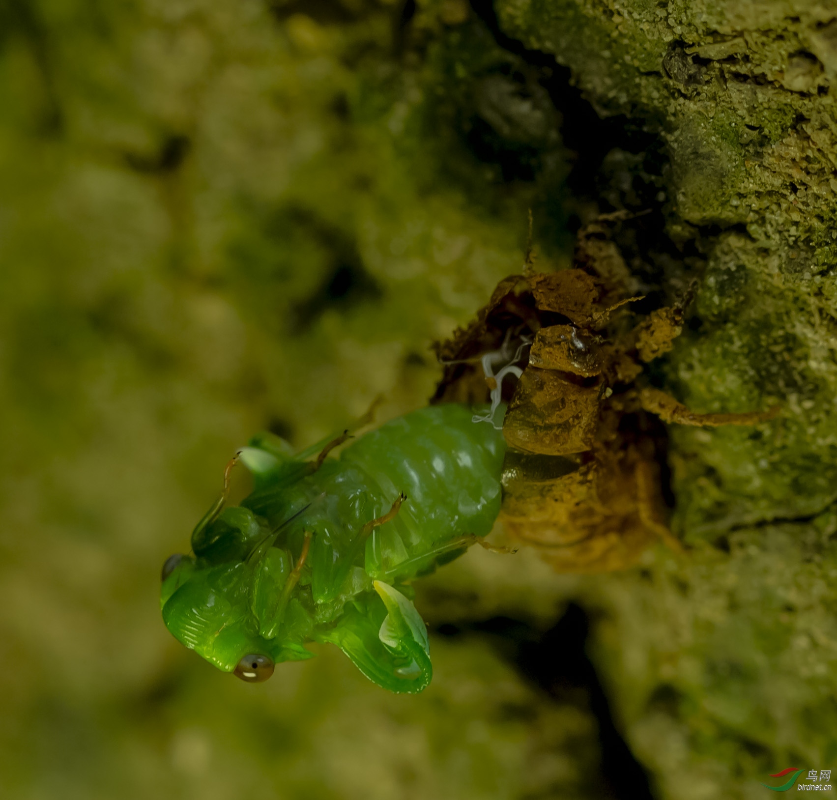 绿蝉退壳