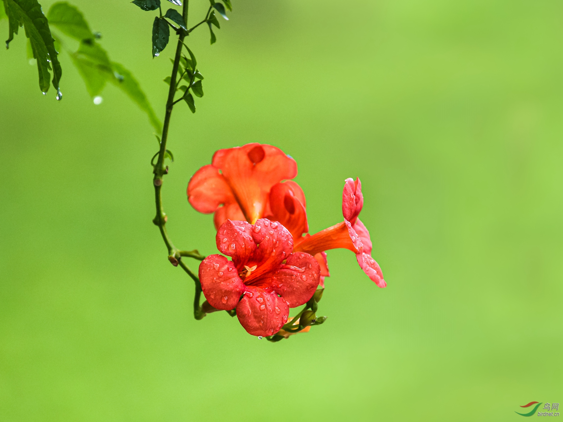 雨中凌霄花
