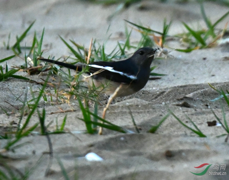 DSC_0785_����.JPG