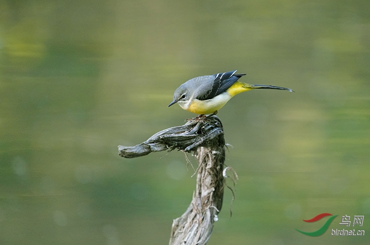 DSC08576---.jpg