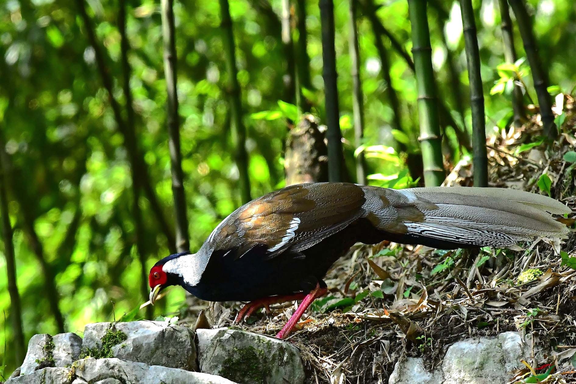 DSC_4824_����.jpg