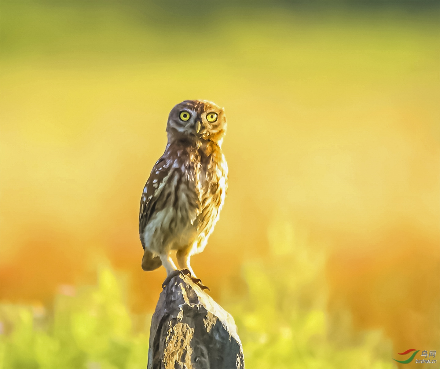 �����մ����---�῵D500���ʾ��Ǻ�