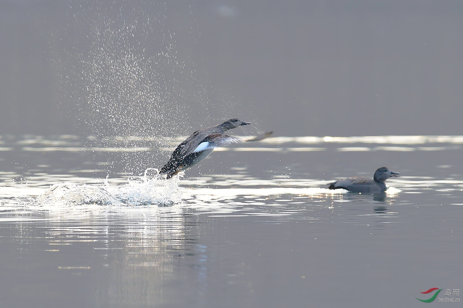 DSC_9550fb.jpg