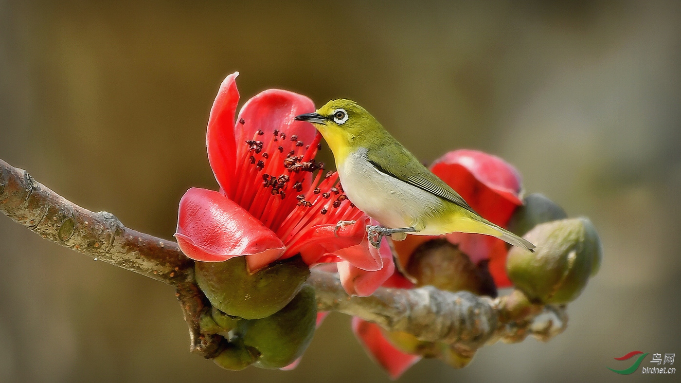 _DSC7528 - ����.JPG