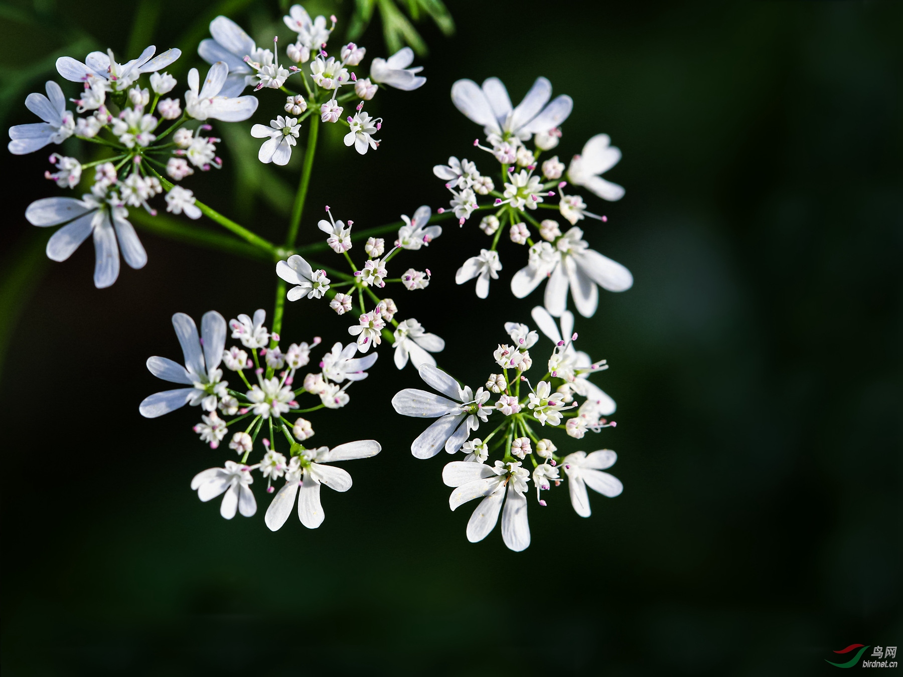 一束香菜花图片