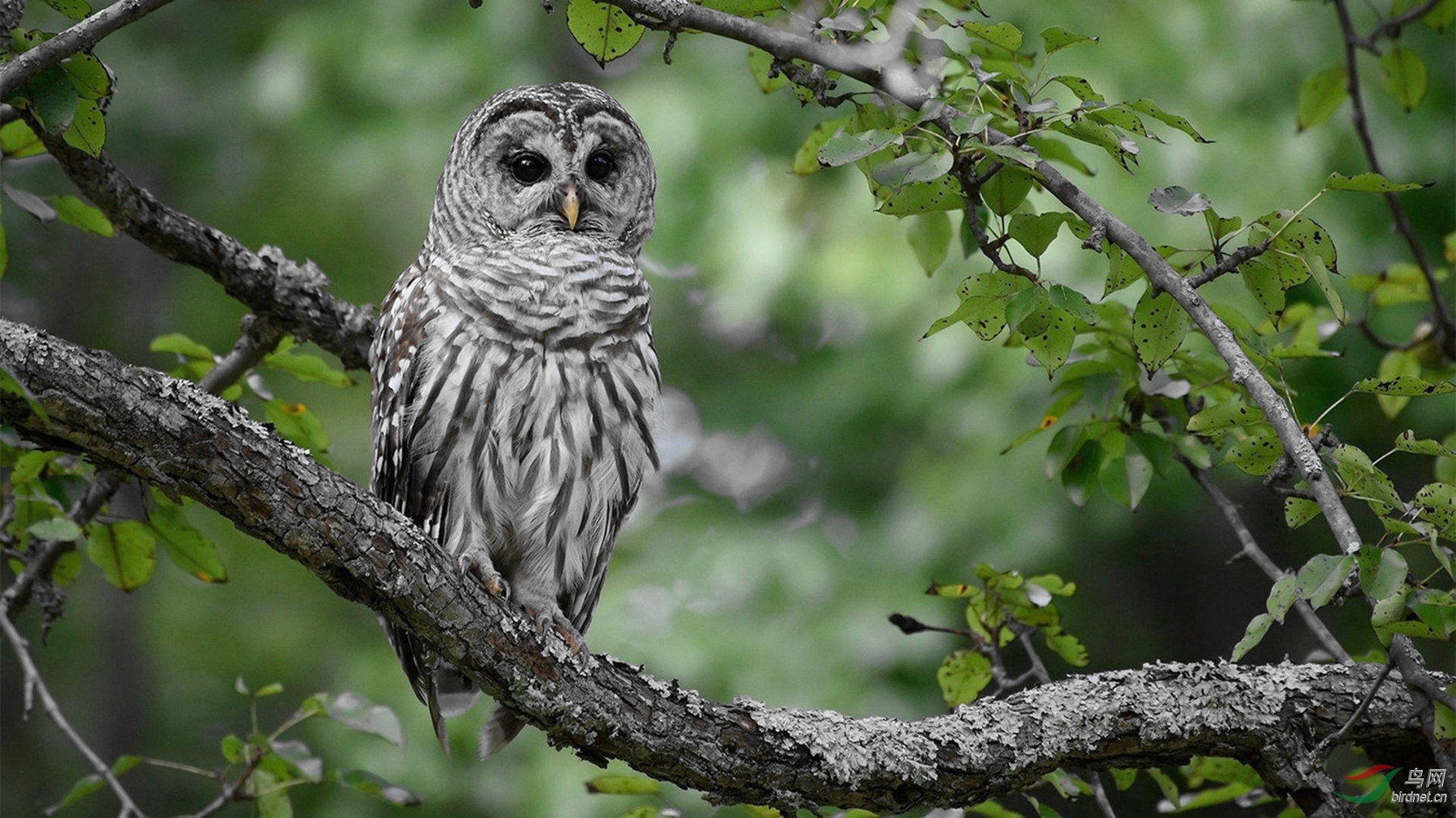 长尾林鸮【大王让我来巡山】