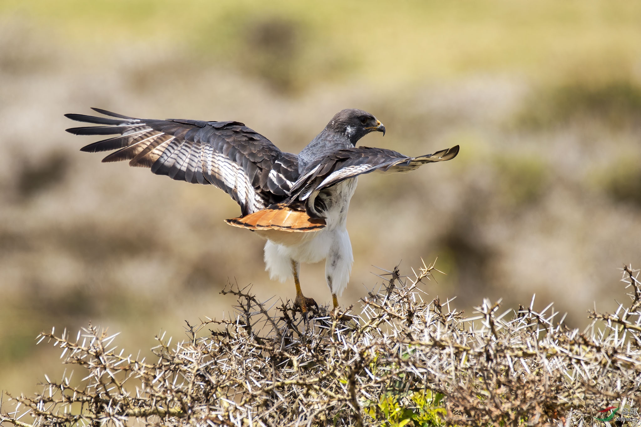 非洲鵟 @ 坦桑尼亚联合共和国