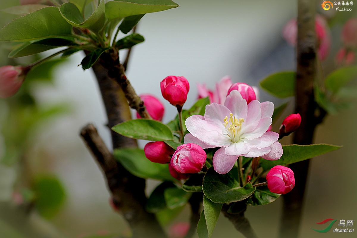 重瓣粉红海棠花