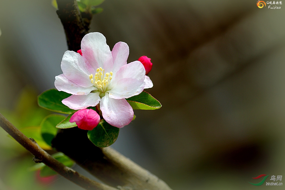 重瓣粉红海棠花
