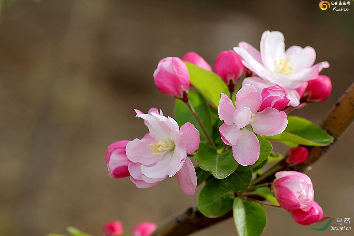 重瓣粉红海棠花