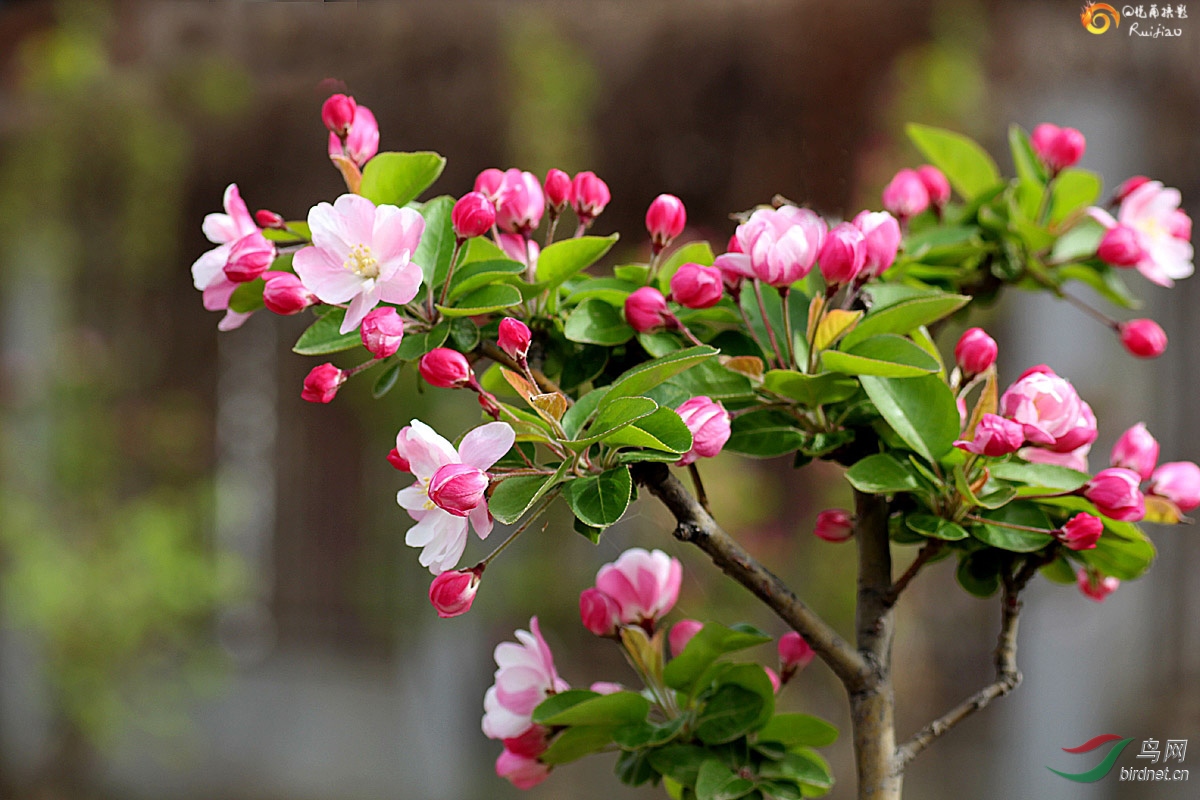 重瓣粉红海棠花