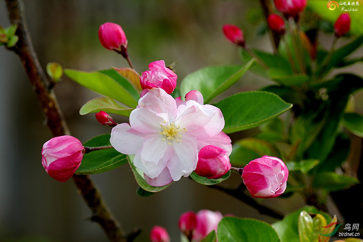 重瓣粉红海棠花