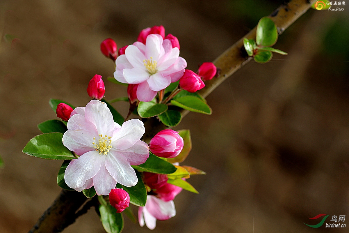 重瓣粉红海棠花