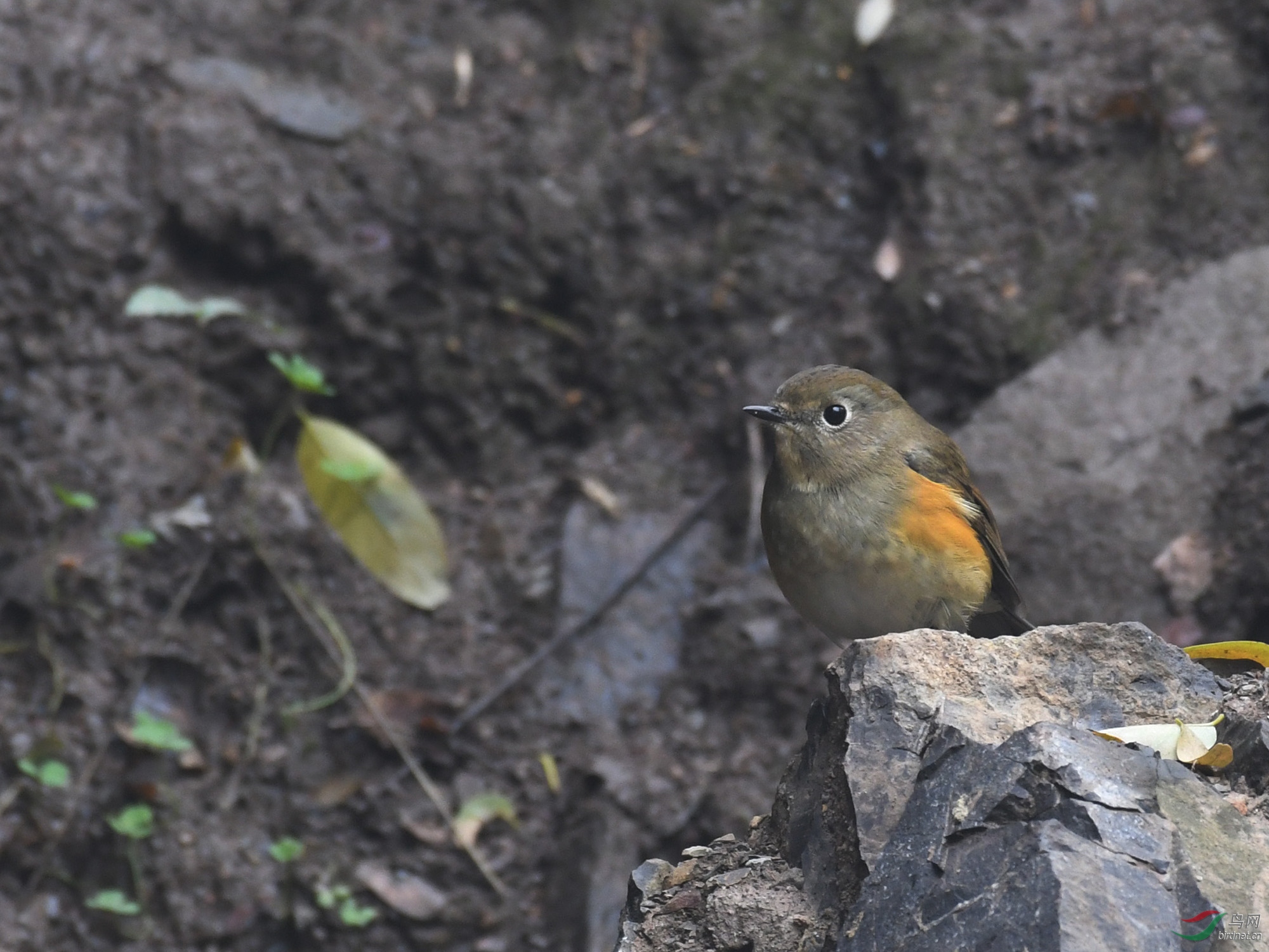 ������Ӱ 018����.jpg