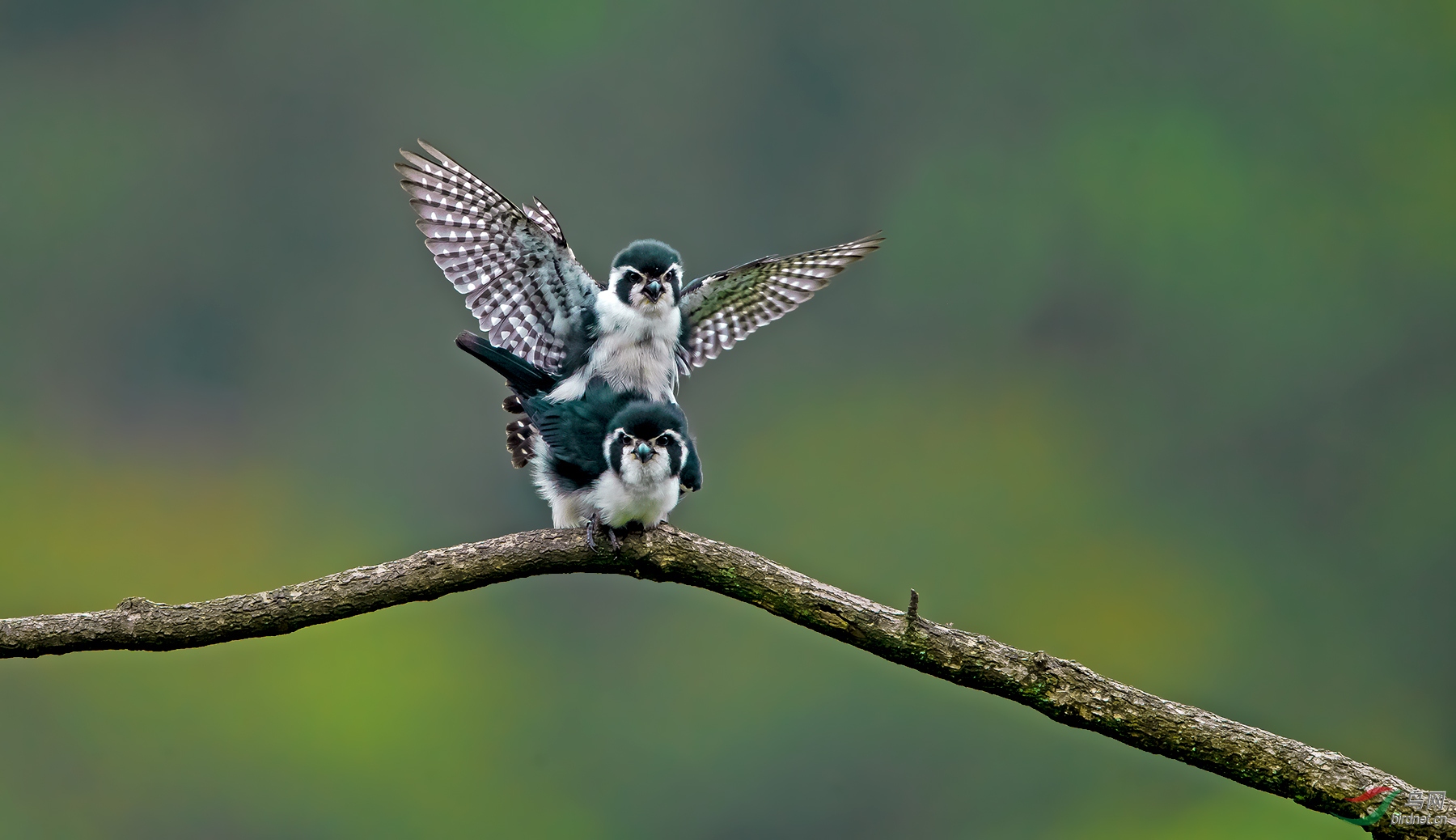 春天的白腿小隼