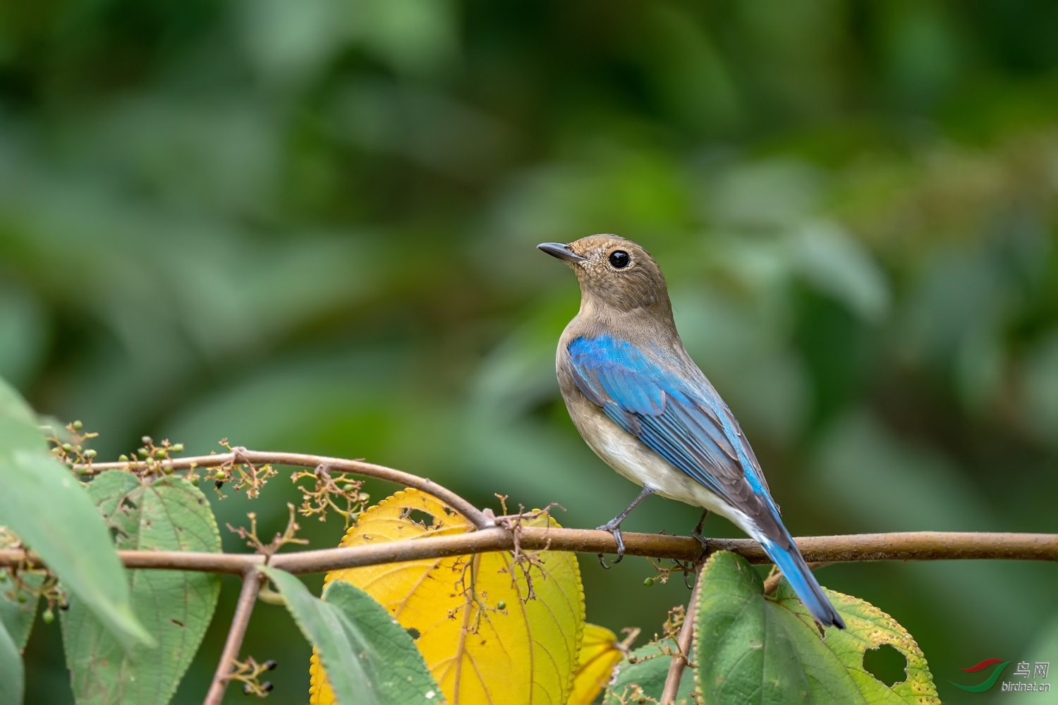 白腹蓝鹟雄亚成鸟