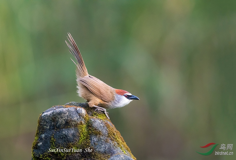 蓄势待发——红顶鹛