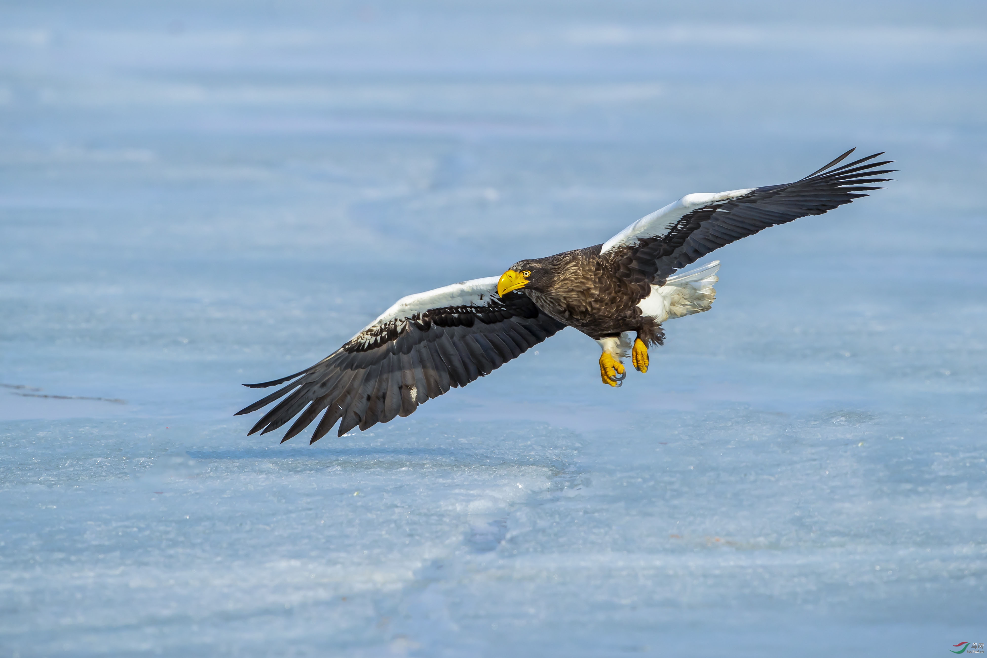 [国内] 捕食----虎头海雕
