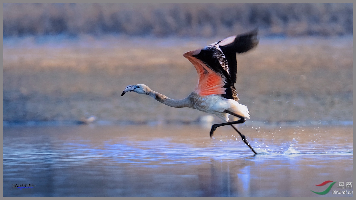 大火烈鸟[大红鹳]