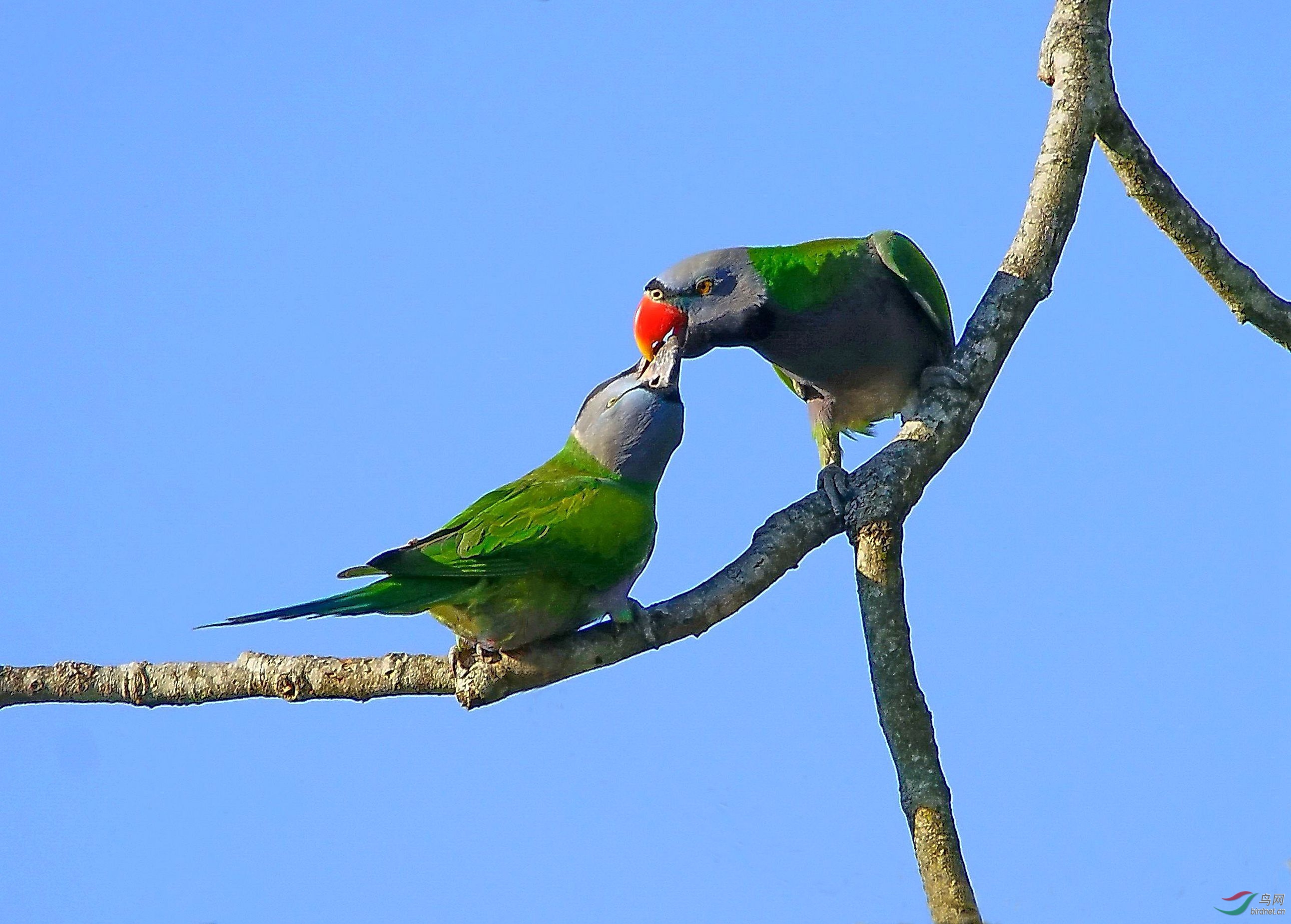 大紫胸鹦鹉伉俪