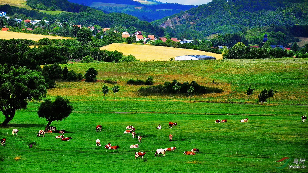 乡村牧牛风景图片图片