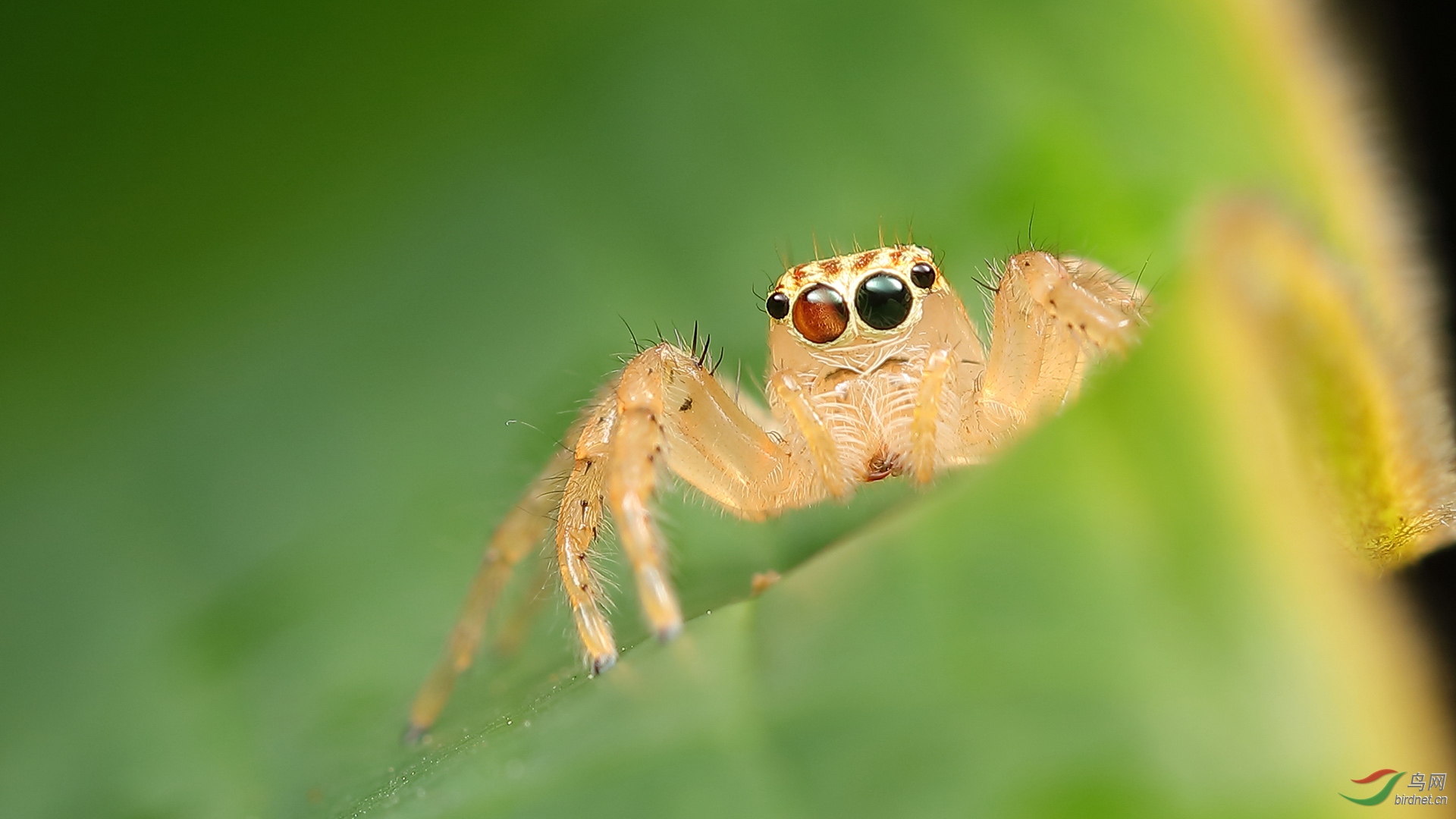 小精灵94【贺获首页动物精华】