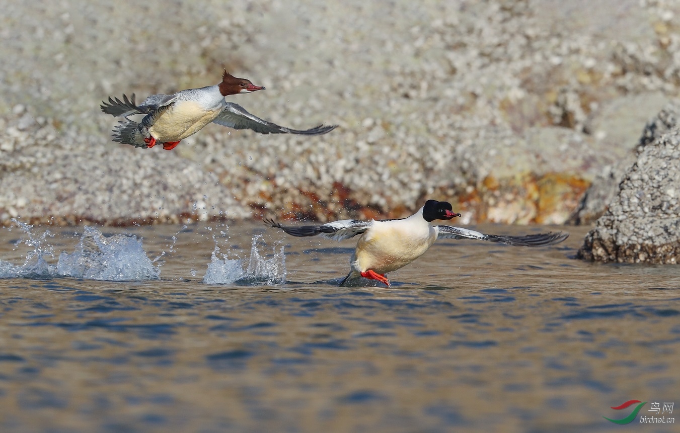 ������ɳѼ