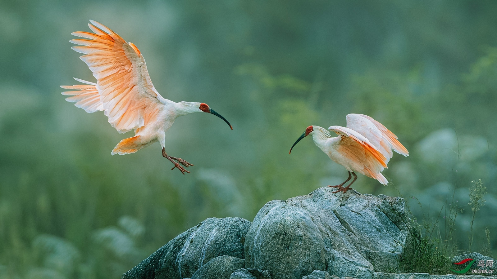 秋山余照老师作品----朱鹮 荣获2020年2月25日 鸟类精华!jpg