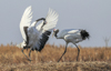 1 (106).JPG