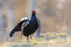 1 (81).JPG