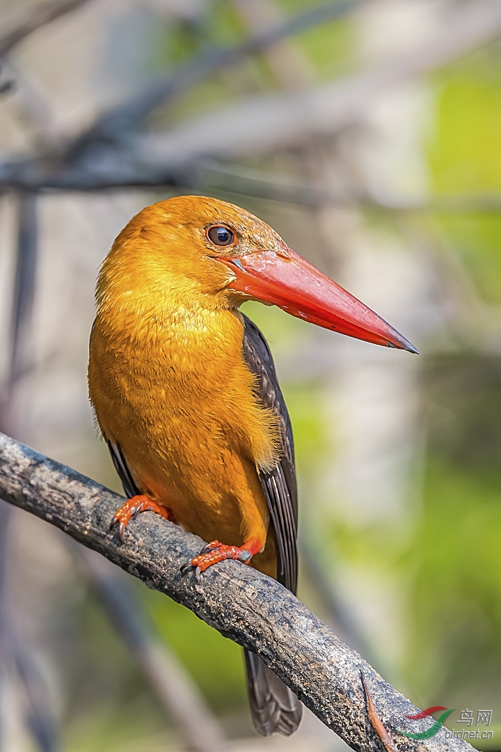 �ֳ��������